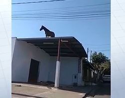 Cavalo flagrado em cima do telhado de uma empresa em Lins