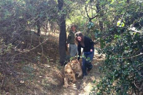 Lauren Fagen postou fotos de sua visita ao parque Moholoholo Wildlife em sua página no Facebook, onde aparece brincando com filhotes de leão