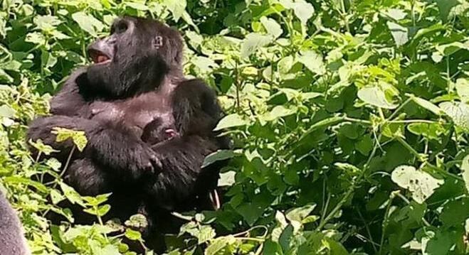 Uganda possui metade da população mundial dos gorilas da montanha
