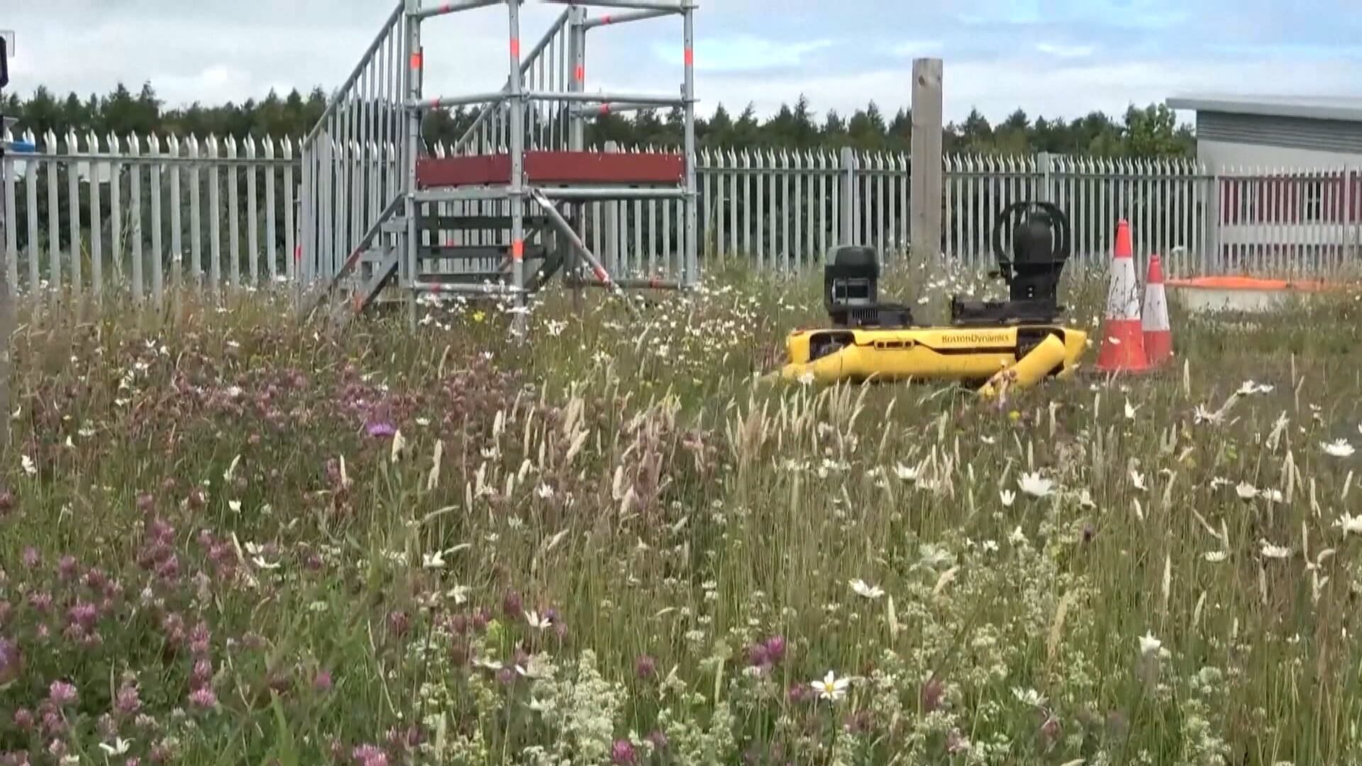 Cachorro-robô agricultor? Fazenda na Escócia testa tecnologia que auxilia no cultivo de plantações