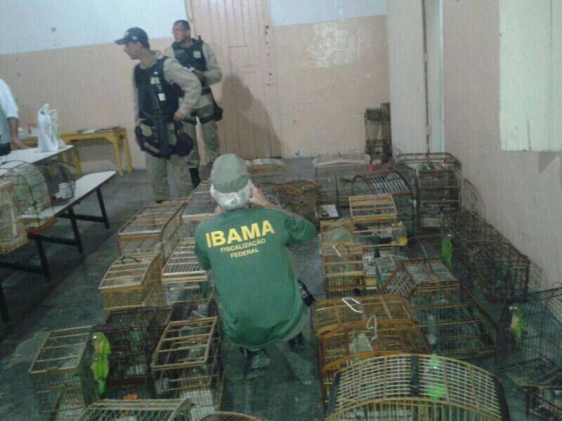 Durante a operação integrada foram apreendidos mais de 1.000 animais silvestres mantidos em cativeiros ilegais