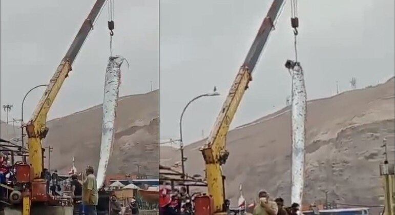 O exemplar do 'peixe do fim do mundo' foi pescado em Arica, no norte do Chile, no início de julho