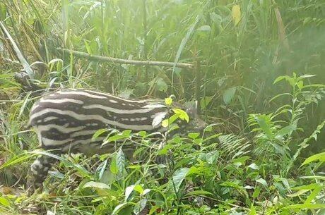 Primeira anta nasceu no RJ após mais de 100 anos de extinção