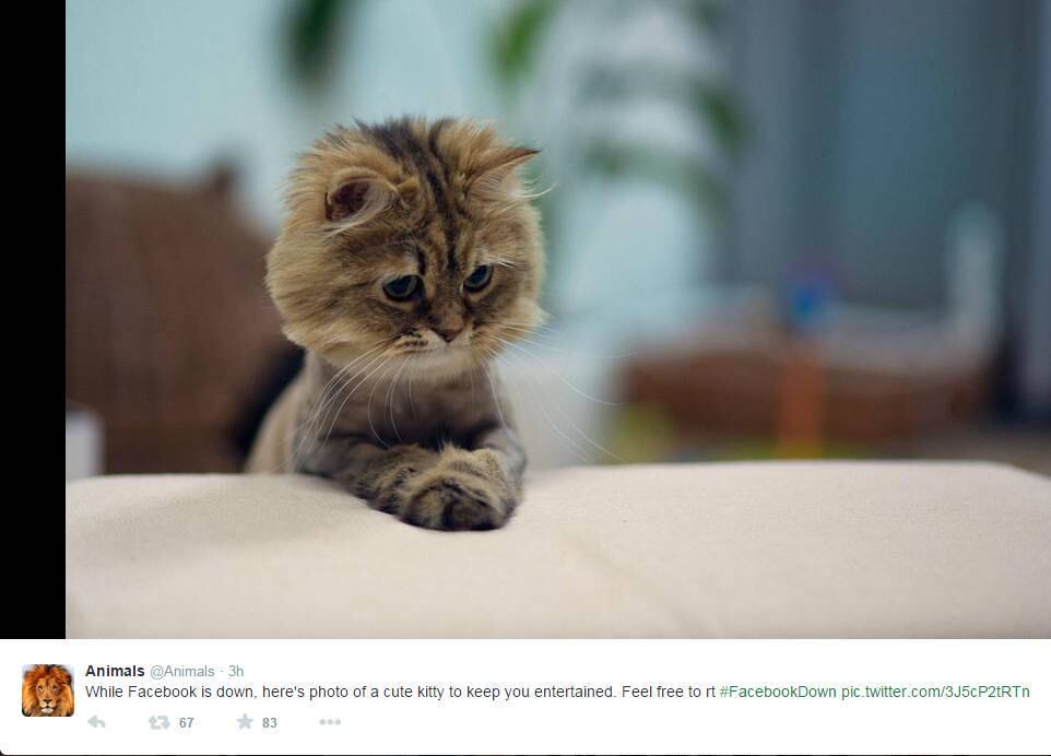 "Vamos compartilhar uma foto de gato fofo enquanto esperamos", disse uma internauta