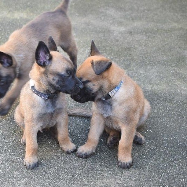A tropinha é composta por cinco machos e três fêmeas. Eles foram batizados com nomes iniciados pela letra O, porque cada ninhada que nasce na Guarda recebe uma letra do alfabeto sucessivamente. A tradição serve para melhor controle e identificação das matilhas. Os nomes dos machos são Osíris, Orion, Ômega, Orfeu e Odin. Já as fêmeas se chamam Ohana, Orly e Olga. Os novos integrantes são filhos da cadela Mila, que já compõe o plantel da Guarda