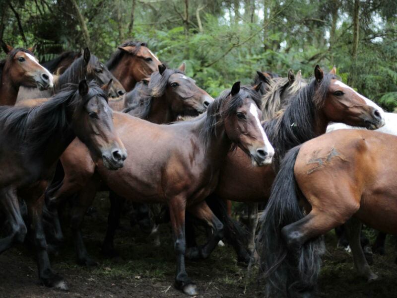 A prática se inicia com a caça e captura dos cavalos, que geralmente vivem em regiões altas e quase inacessíveis