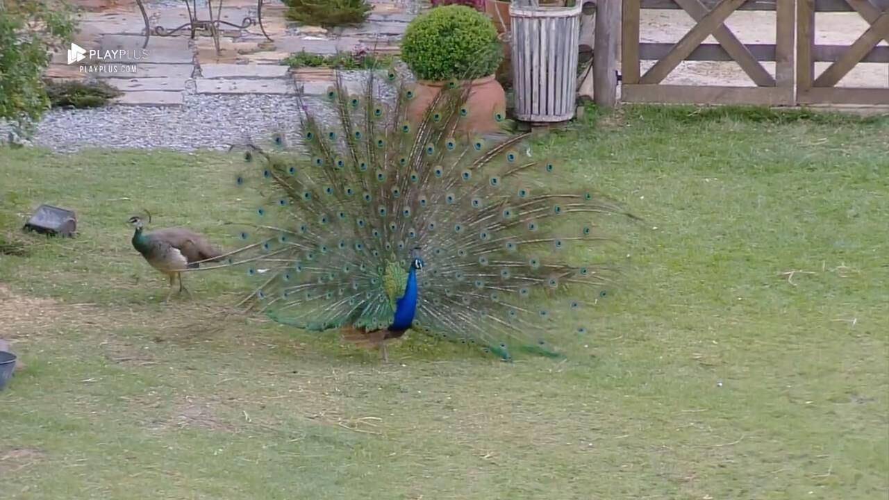 pavão