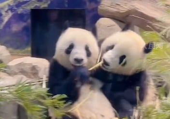 Xiao Xiao e Lei Lei, gêmeos de quatro anos, retornarão à China