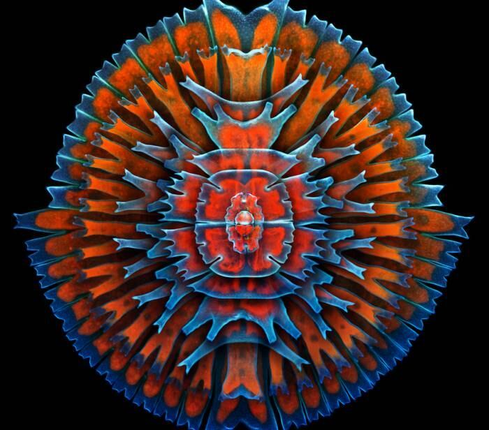 A imagem acima mostra uma coleção de células de uma alga marinha chamada Desmids