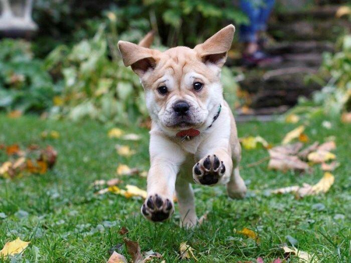 A mistura da raça com um pug resultou em um cachorro para lá de fofo, que deixa qualquer um com vontade de apertá-lo!