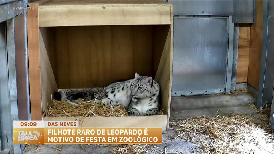 Nascimento de filhote de Leopardo-das-neves é registrado em zoológico da Inglaterra