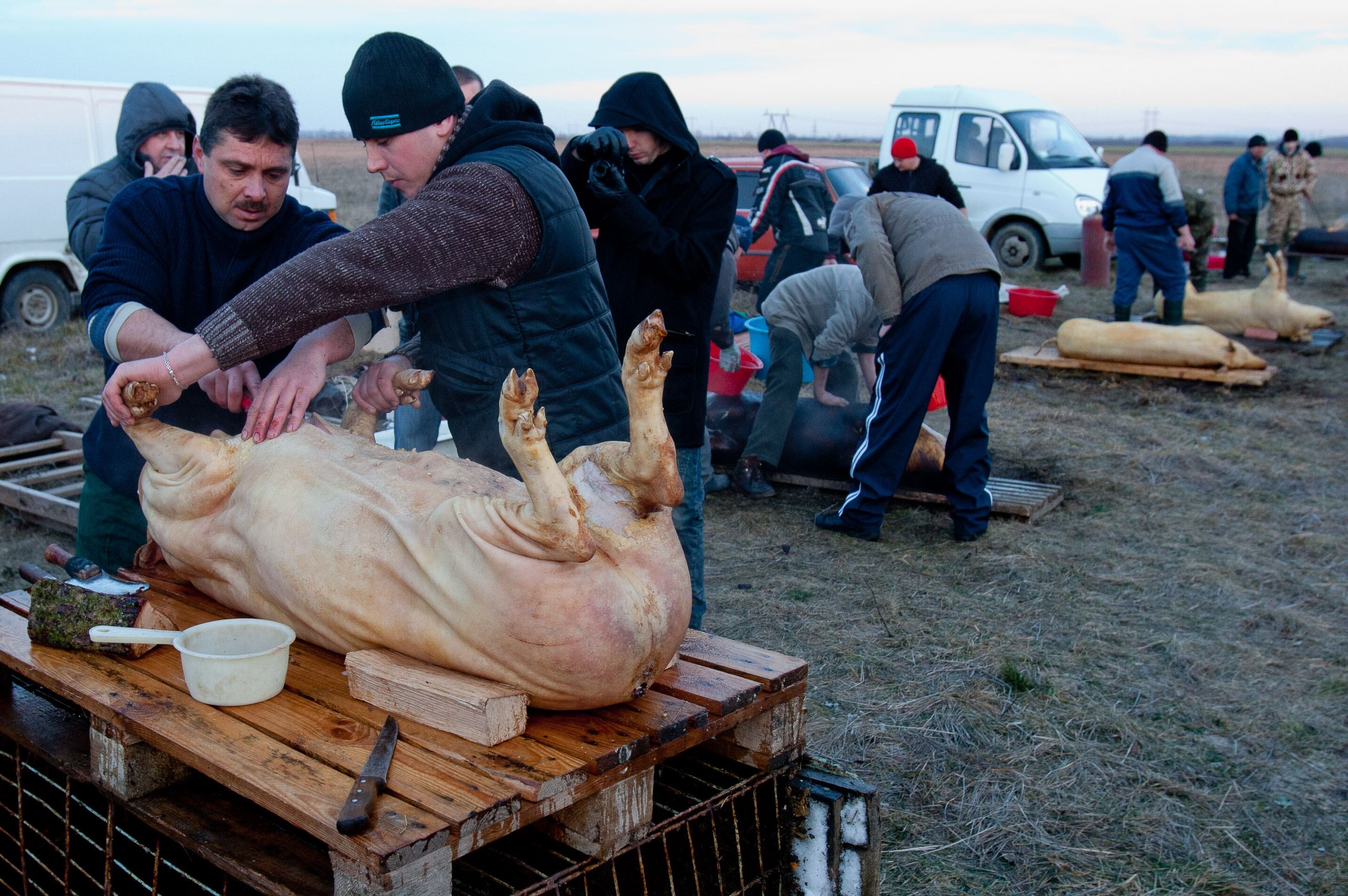 Cerca de 26 equipes de açougueiros de Sérvia, Ucrânia e
Hungria se reuniram em Gecha neste sábado (26) para participarem do festival
dos porcos