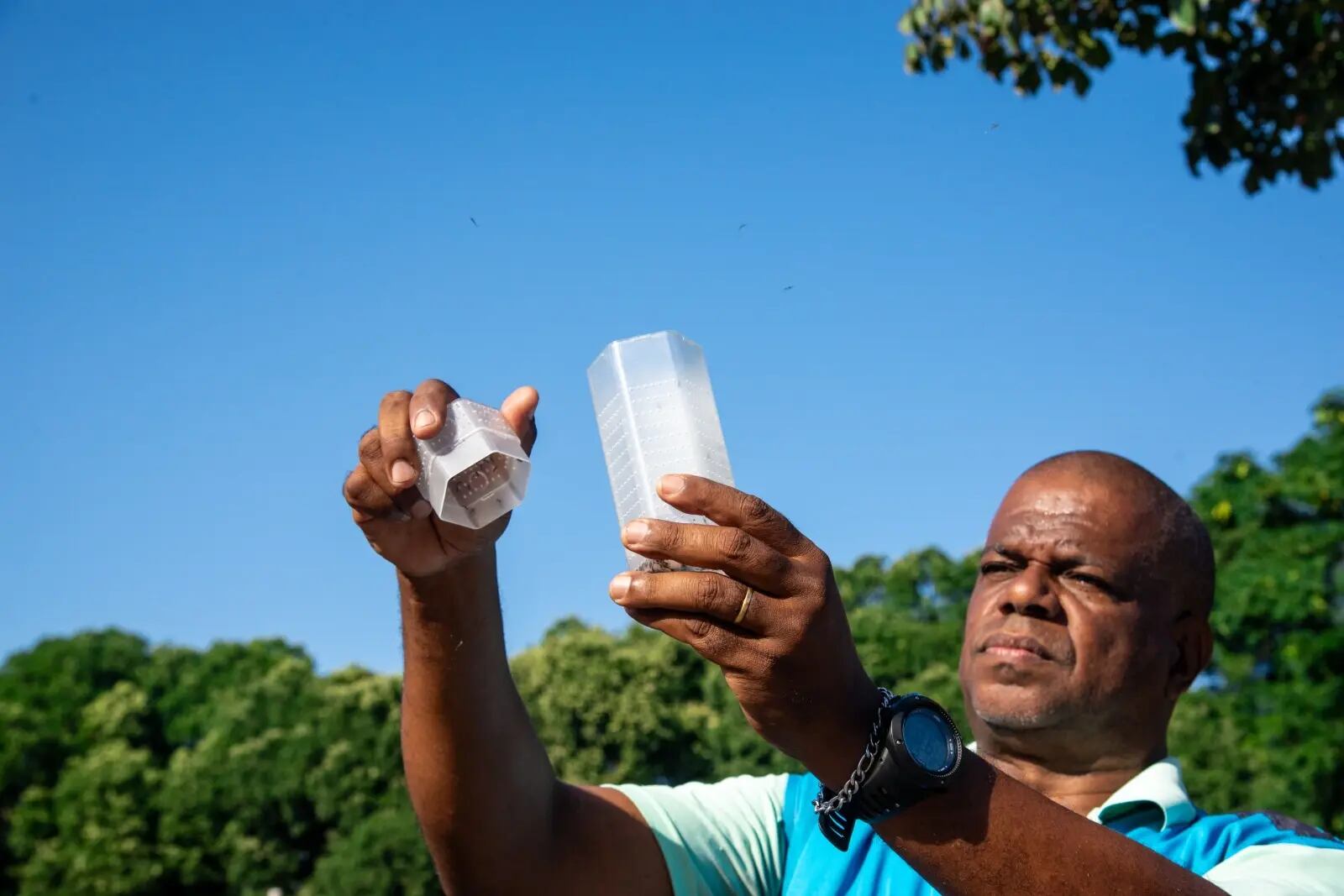 Mosquitos com bactéria Wolbachia, que impede desenvolvimento de vírus, podem reduzir casos de dengue, chikungunya e zika