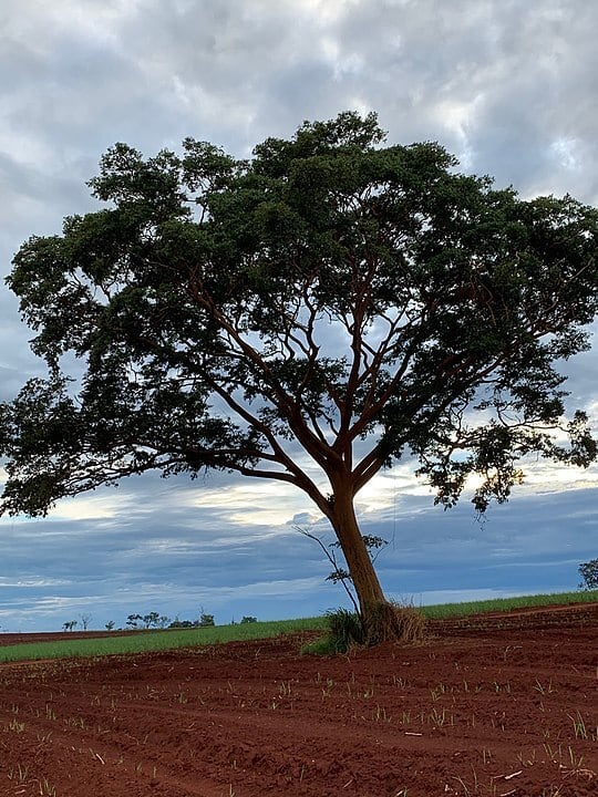 Garapeira - Árvore da Amazônia, da Caatinga e do Cerrado. Também chamada de Barajuba, Jataí e Gema-de-Ovo.
