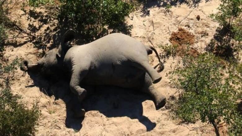 A dead elephant is seen in this undated handout image in Okavango Delta, Botswana May-June, 2020. PHOTOGRAPHS OBTAINED BY REUTERS/Handout via REUTERS ATTENTION EDITORS - THIS IMAGE HAS BEEN SUPPLIED BY A THIRD PARTY.