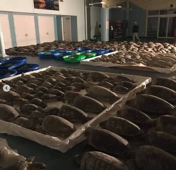 Os animais resgatados foram levados a um centro de convenções da cidade. Elas estão sendo mantidas em banheiras e outros compartimentos para se manterem quentes