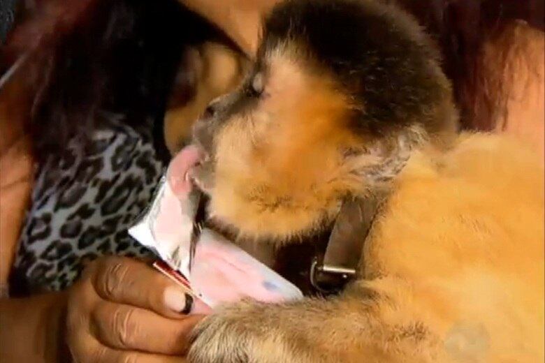  A alimentação que ela recebia, como iogurte, por exemplo, não era adequada à espécie, segundo os especialistas
