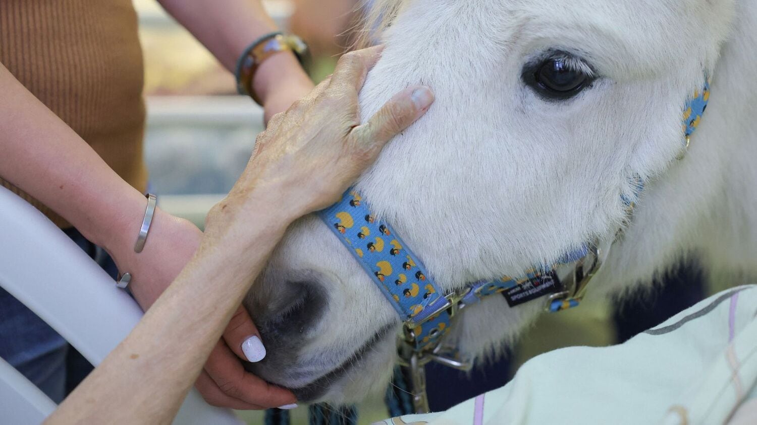 "Dietrich é simplesmente maravilhoso. Eu quero compartilhá-lo com todos", diz à Reuters a cuidadora do pônei
