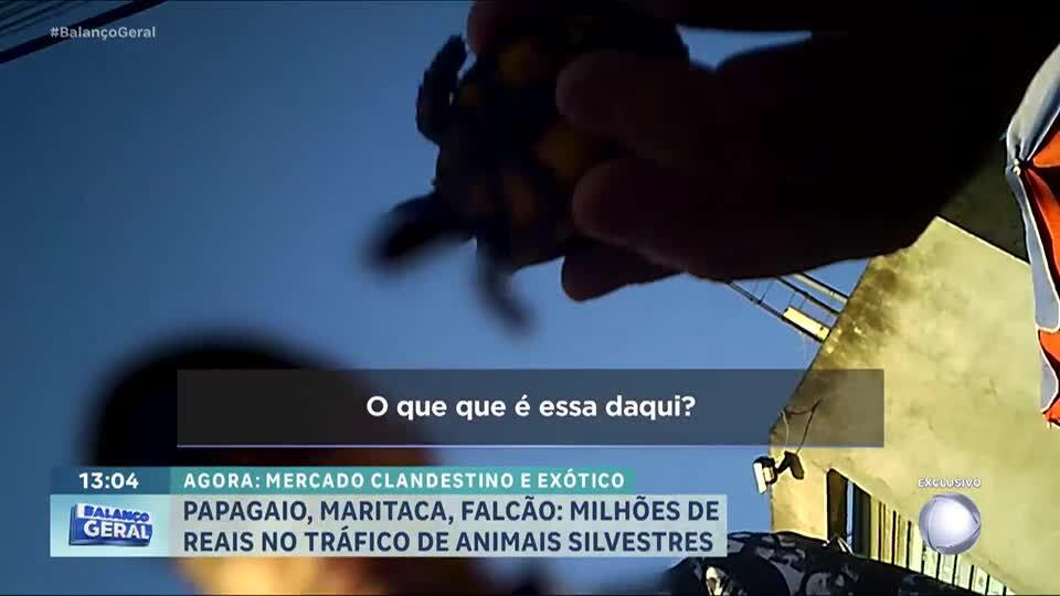 Câmera do Balanço flagra comércio ilegal de animais na zona leste de SP