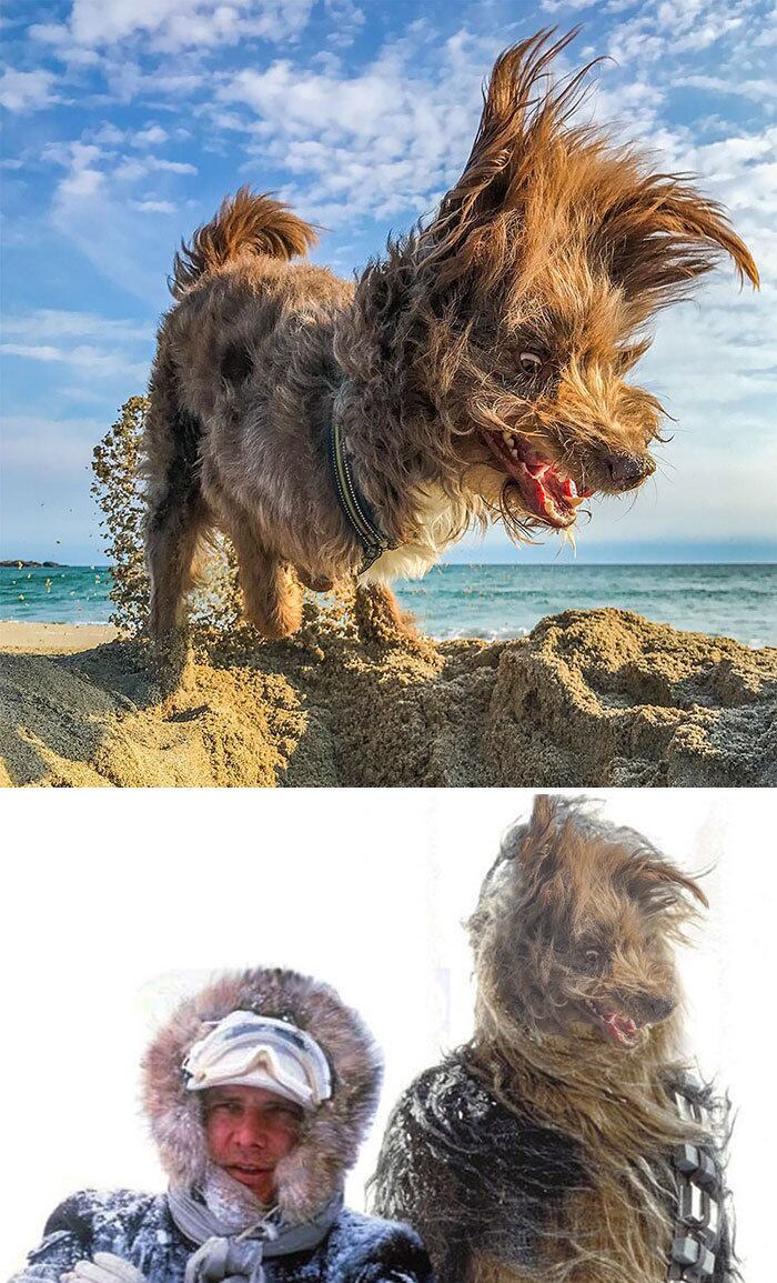 A expressão do cachorro acima realmente precisava de um novo contexto...