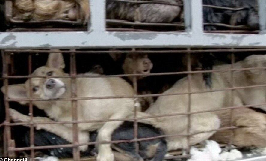 O preço da carne de cachorro é um dos mais altos do Vietnã.

Os restaurantes mais sofisticados podem vender o prato por até R$ 119 (30 libras)