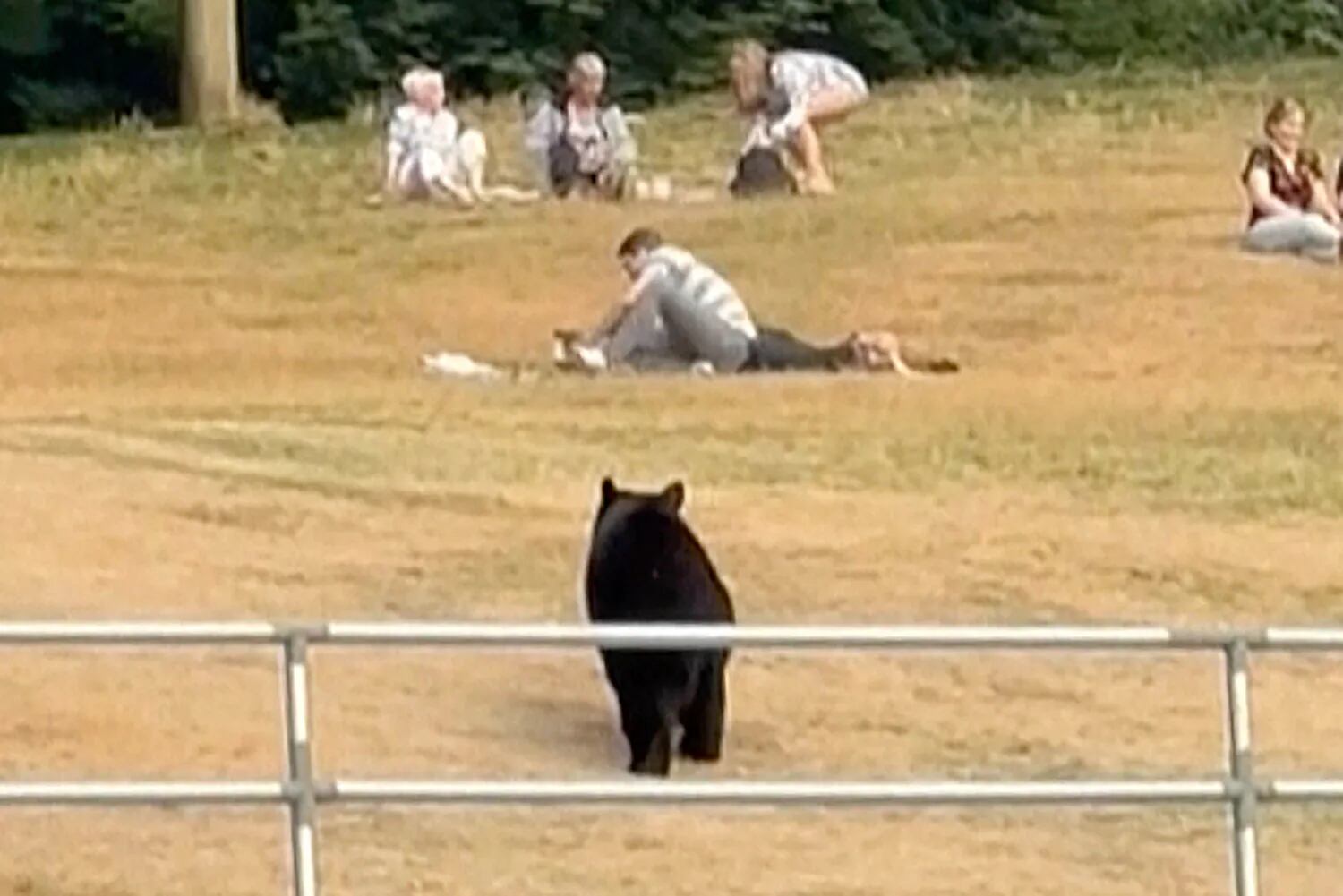Urso chegou a checar os pertences deixados no gramado