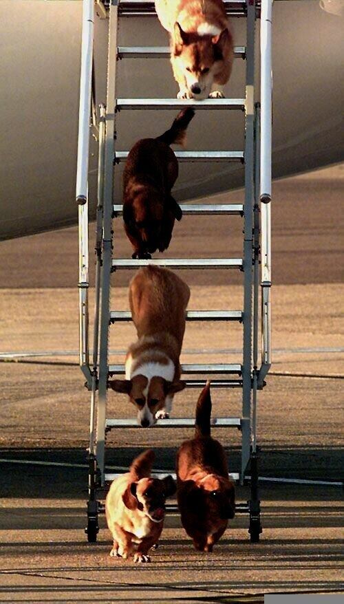 A rainha Elizabeth II além de ser conhecida como monarca a usar a coroa britânica há mais tempo, pode ser considerada a 'vovó dos bichos'. Além de sua paixão por cavalos, Elizabeth vive rodeada por seus corgis, que fazem sucesso esbanjando fofura pelos jardins do palácio de Buckingham, no Reino Unido, há anos. Na foto, de 1998, alguns dos cachorros da rainha descem de um avião após viagem oficial