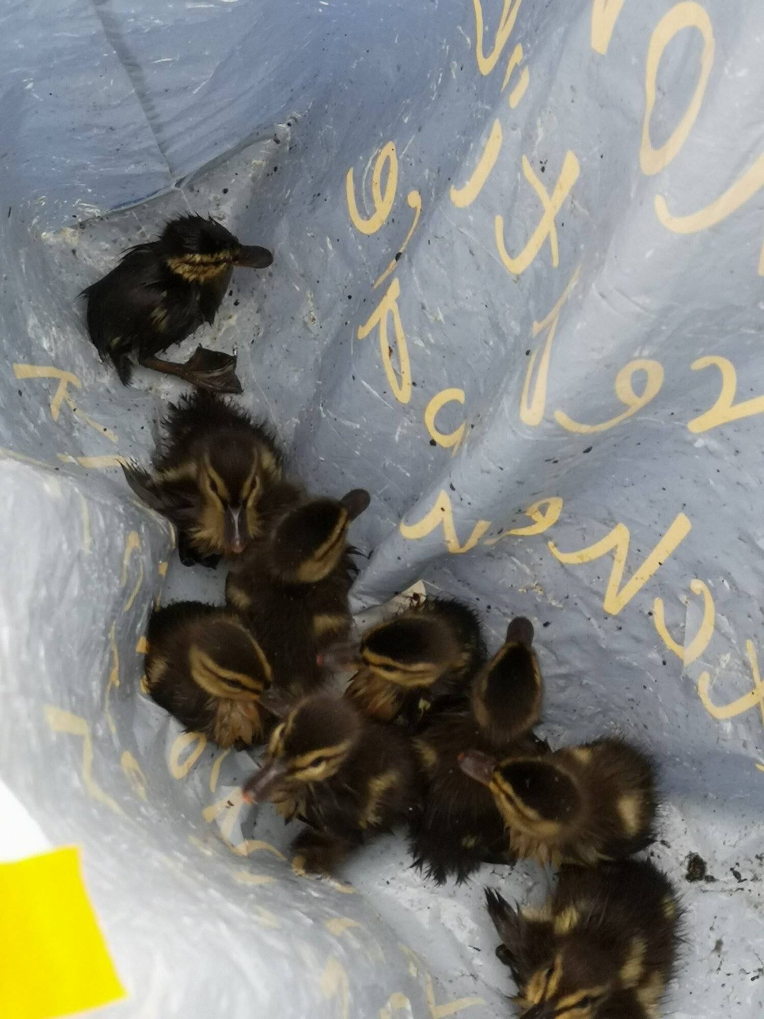 Os sete irmãos do patinho estavam numa sacola esperando para serem levados a um lago