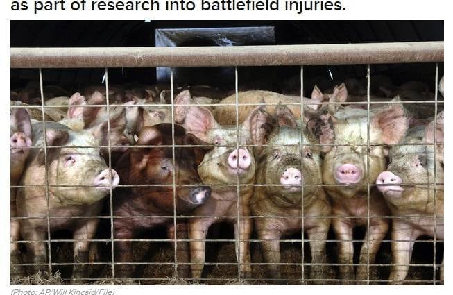 O Exército britânico está usando porcos para testar seu armamento e investigar os ferimentos causados em campos de batalha. Segundo um documento conseguido pelo tabloide britânico Mirror, o abatimento é parte de uma pesquisa para verificar se os porcos seriam capazes de sobreviver depois de um grave trauma, igual ao da guerra
