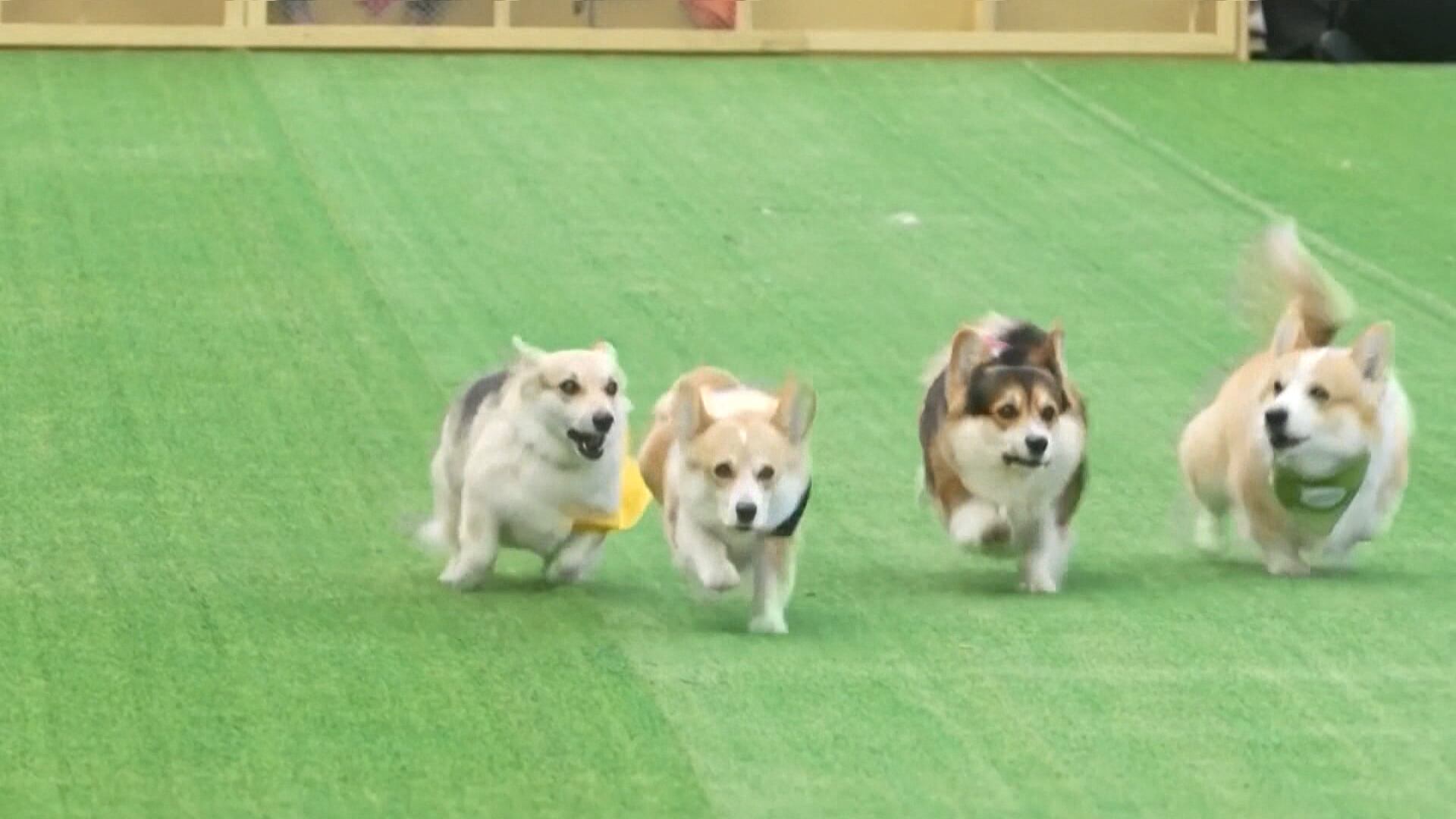 Corrida de cães da raça corgi une fofura, agilidade e concurso de fantasia na Lituânia