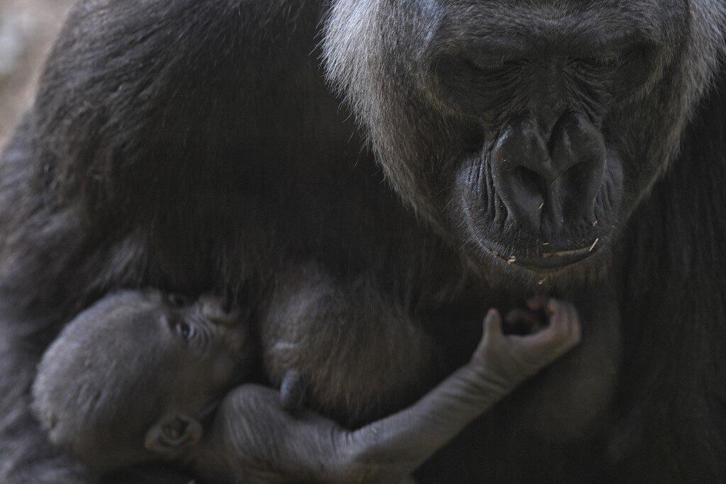 BRAZIL-ZOO-GORILLA
Western lowland gorilla Imbi and her baby gorilla are seen at the zoo in Belo Horizonte, Brazil, on September 24, 2021. The baby gorilla was born on September 3, 2021, and is the fifth of the species -which appears on the International Union for Conservation of Nature (IUCN) red list as critically endangered- to be born in the zoo, the only one in South America to succeed in breeding the species.
DOUGLAS MAGNO / AFP