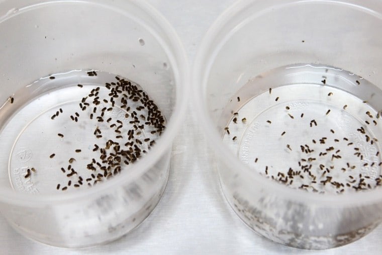 Mosquito geneticamente modificado combate Aedes aegypti