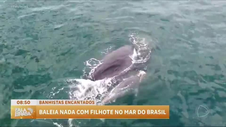Baleia e filhote são vistos na praia do Pepê, Rio de Janeiro