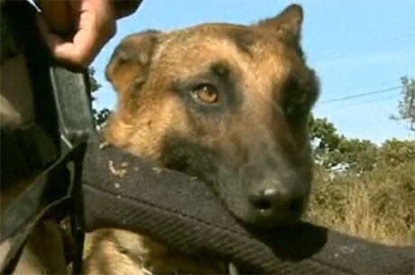 Os cães farejadores da PRF passam por intensos treinamentos