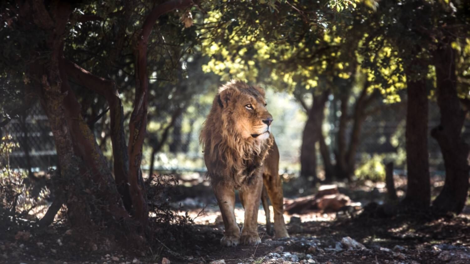 Os dois leões foram encontrados em situações deploráveis, mas conseguiram se recuperar