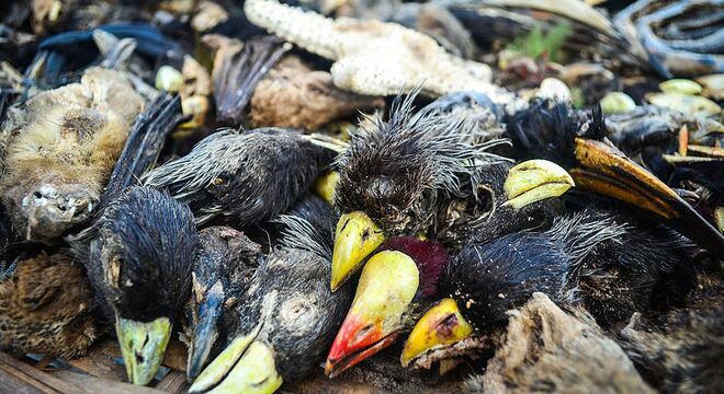 Deslocamento de espécies é um dos reflexos da poluição