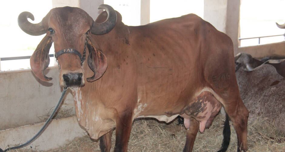 Animais de alta qualidade vão a julgamento (Foto: Luiz Alberto)
