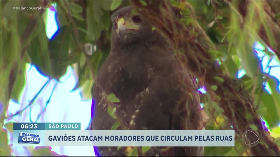 Moradores de Santos (SP) enfrentam ataques de gaviões em áreas urbanas