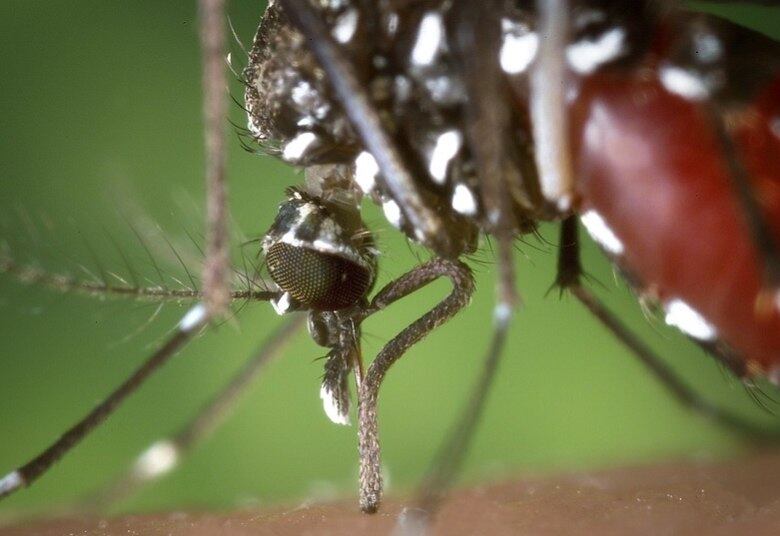 Você sabia que a dengue atinge até o momento 708,8 em cada 100 mil habitantes? A região com a maior taxa de incidência é a Centro-Oeste, com 1.235,8 para cada grupo de 100 mil habitantes.