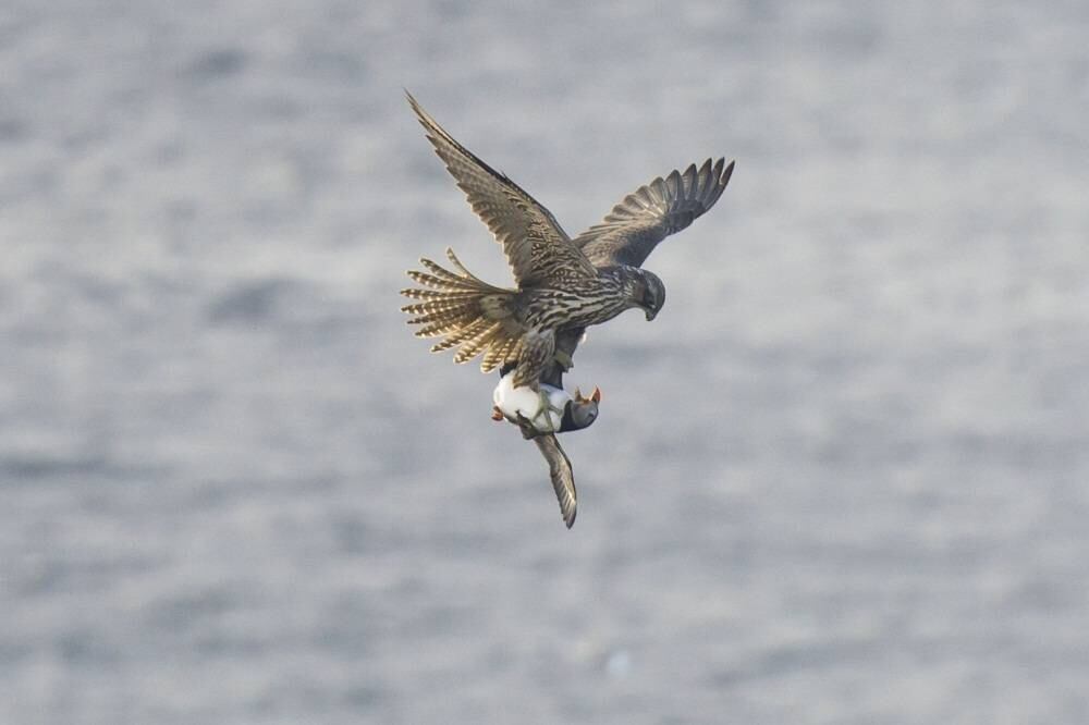 Na Noruega, um falcão deixou bem claro quem é o predador e quem é a presa. A ave deu um voo rasante e capturou um pinguim que estava no mar