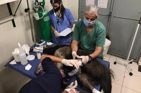 Pele de tilápia no tratamento de animais com feridas ou queimaduras