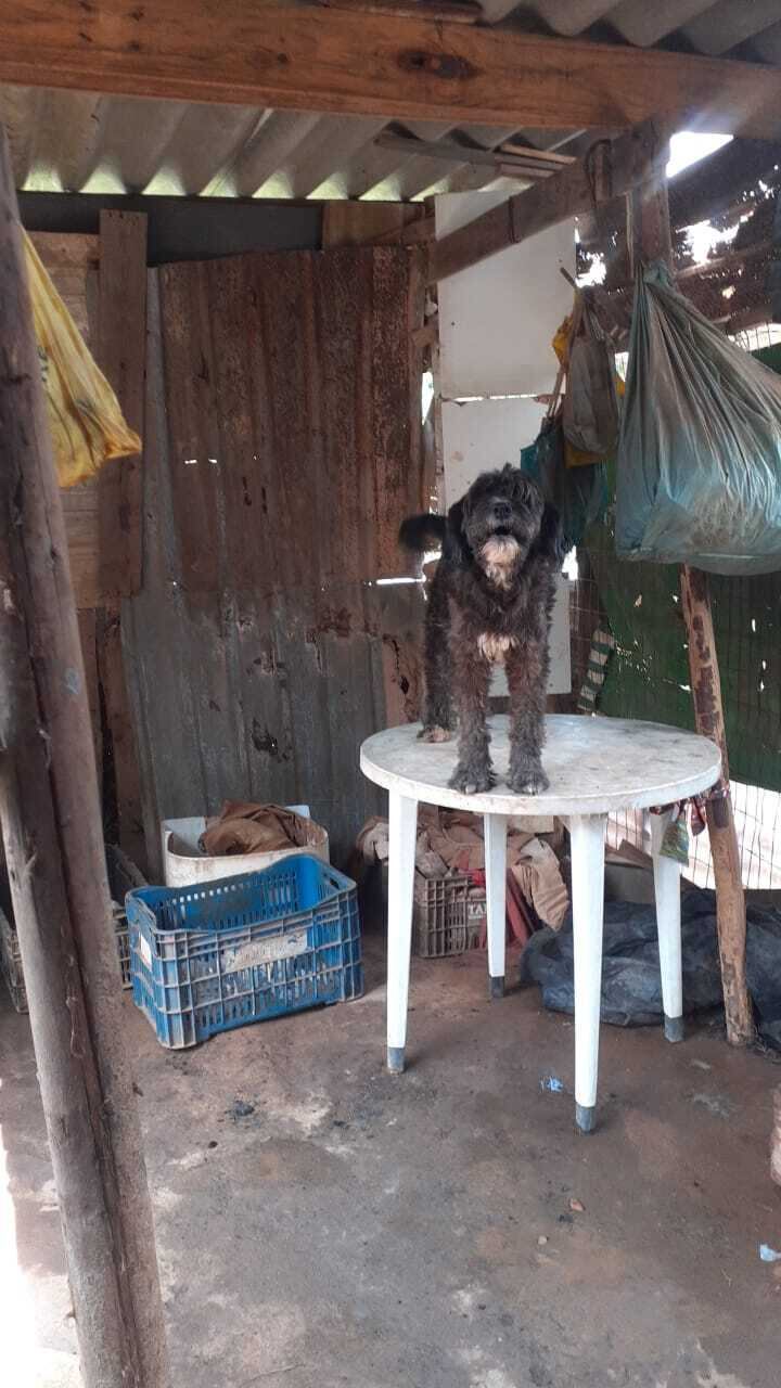 Yuri não tem outro lugar para morar nem para onde levar os 19 animais que sobreviveram, então, continua no local, em situação precária. A mulher ainda não registrou um boletim de ocorrência, mas pretende fazer isso ainda nesta terça-feira (26), de acordo com informações da Agência Record





