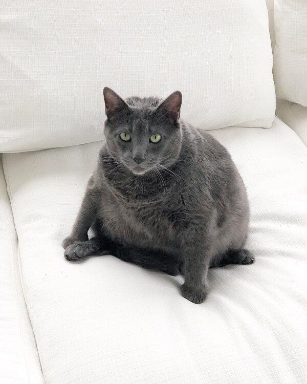 O gato tem uma conta no Instagram em que mostra sua rotina, agora que leva um vidão 