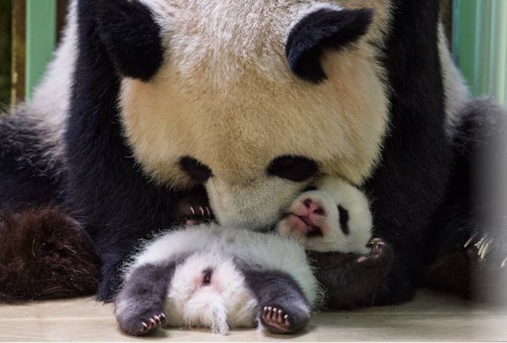 Depois de amamentá-los, Huan-Huan os enche de afagos