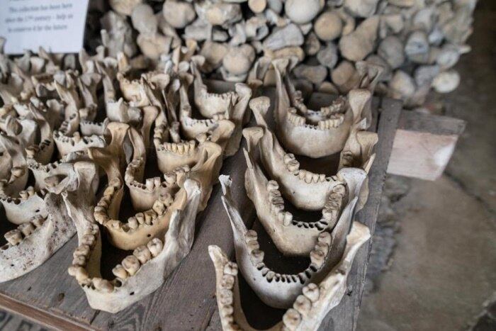 As estimativas são de que as ossadas datam do século 13, quando o cemitério da igreja foi reaberto para que ele pudesse ser estendido