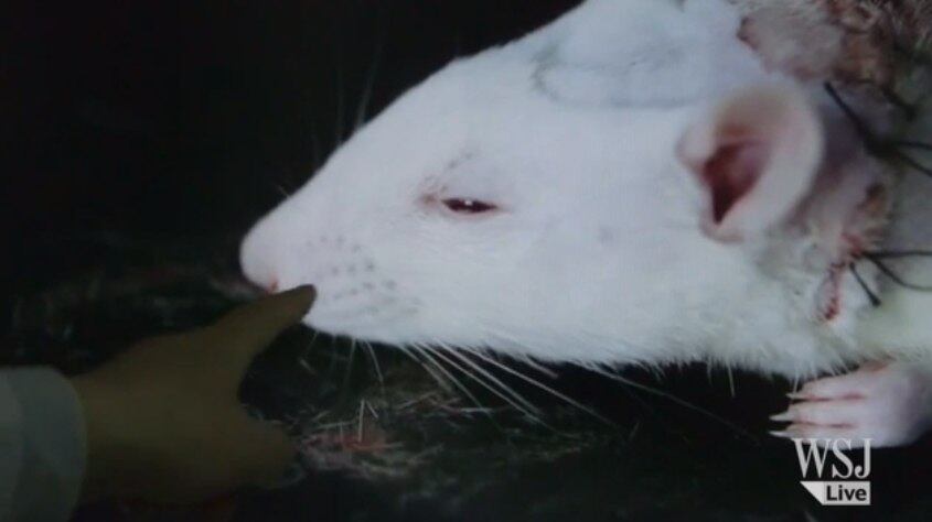 Em resposta, associações de animais criticaram o experimento realizado pelo cirurgião chinês. Ao Mirror Online, um porta-voz da ONG Animal Aid mostrou sua revolta.

—  É profundamente perturbador que um pesquisador tenha a permissão de usar mais de mil ratos para esse cruel e clinicamente absurdo experimento