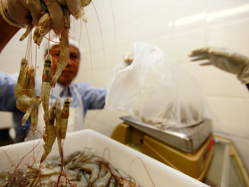 Consumidores poderão escolher entre mais de quinze espécies de pescado comercializadas no terminal