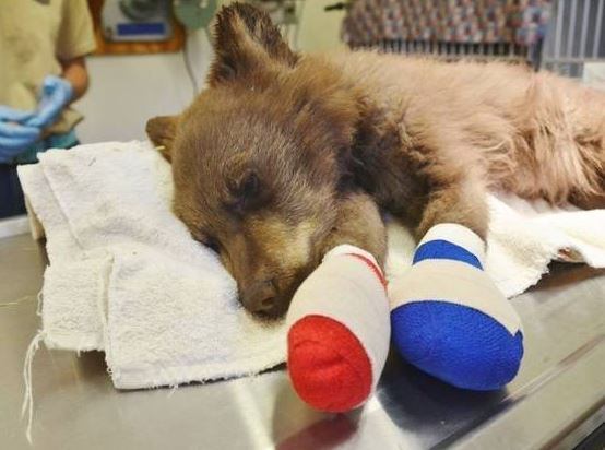 Ventos fortes e clima seco no colorado ajudaram a alimentar um grande incêndio que teve início no começo do mês de junho e forçou a evacuação de mais de 2 mil casas. Um filhote de urso teve as patinhas queimadas por conta do incêndio e está sendo cuidado pela equipe da Colorado Parks and Wildlife 
