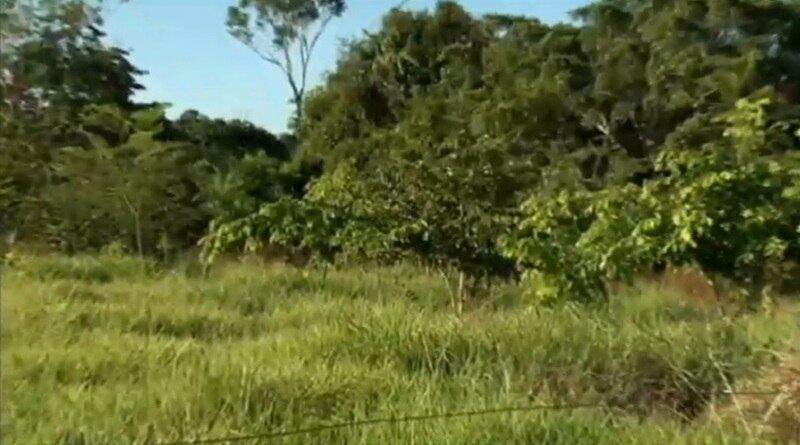 Agrônomos e ambientalistas dão dicas de como se adequar às leis ambientais