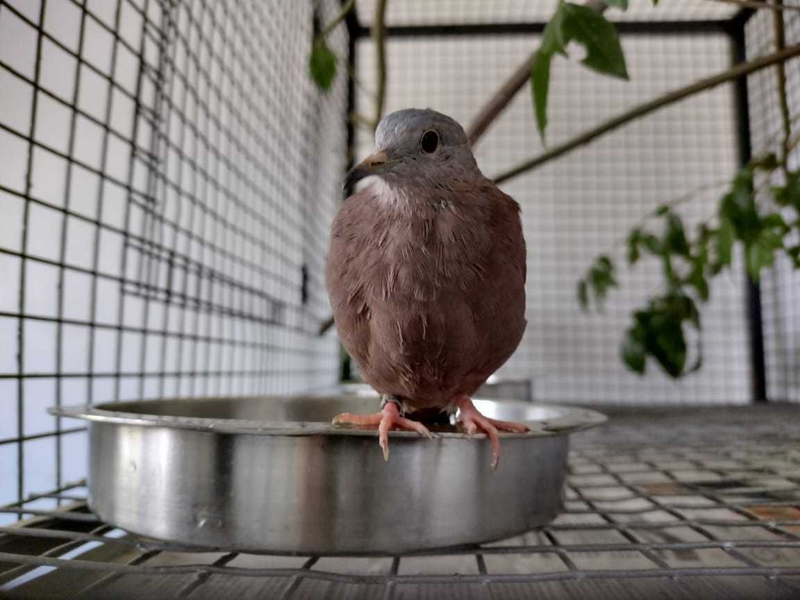 Rolinha-roxa (Columbina Talpacoti): transporte pela LATAM